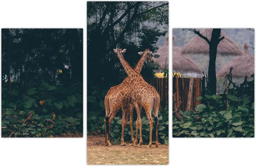 Tablou cu două girafe (90x60 cm)