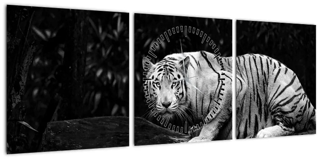 Tablou - Tigru alb, alb-negru (cu ceas) (90x30 cm)
