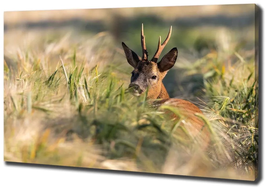 Print pe pânză Deer în domeniu