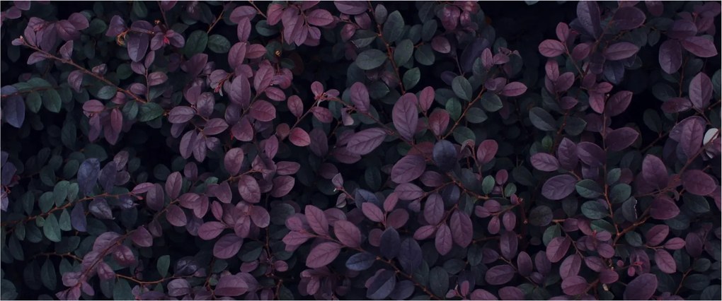 Tabou - Frunze roșu închis (120x50 cm)