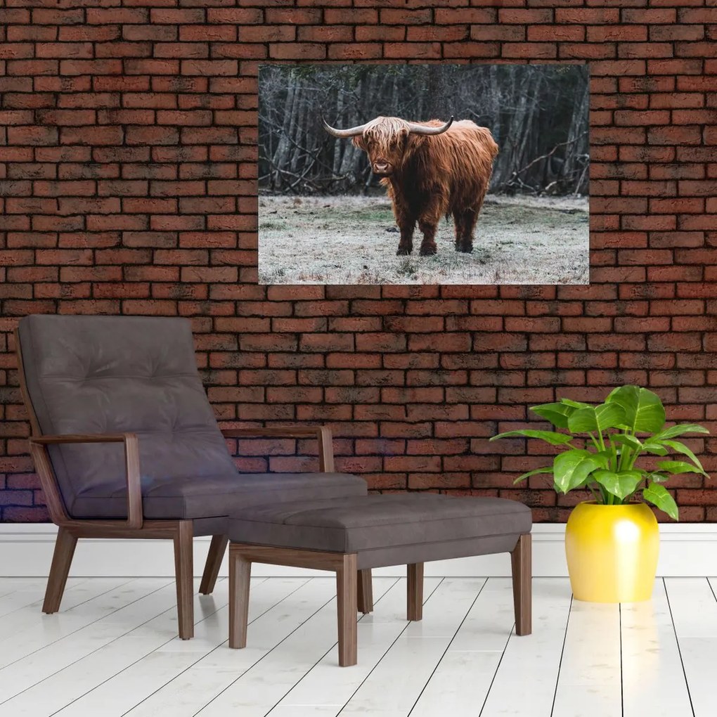 Tablou - Vacă scoțiană 2 (90x60 cm)