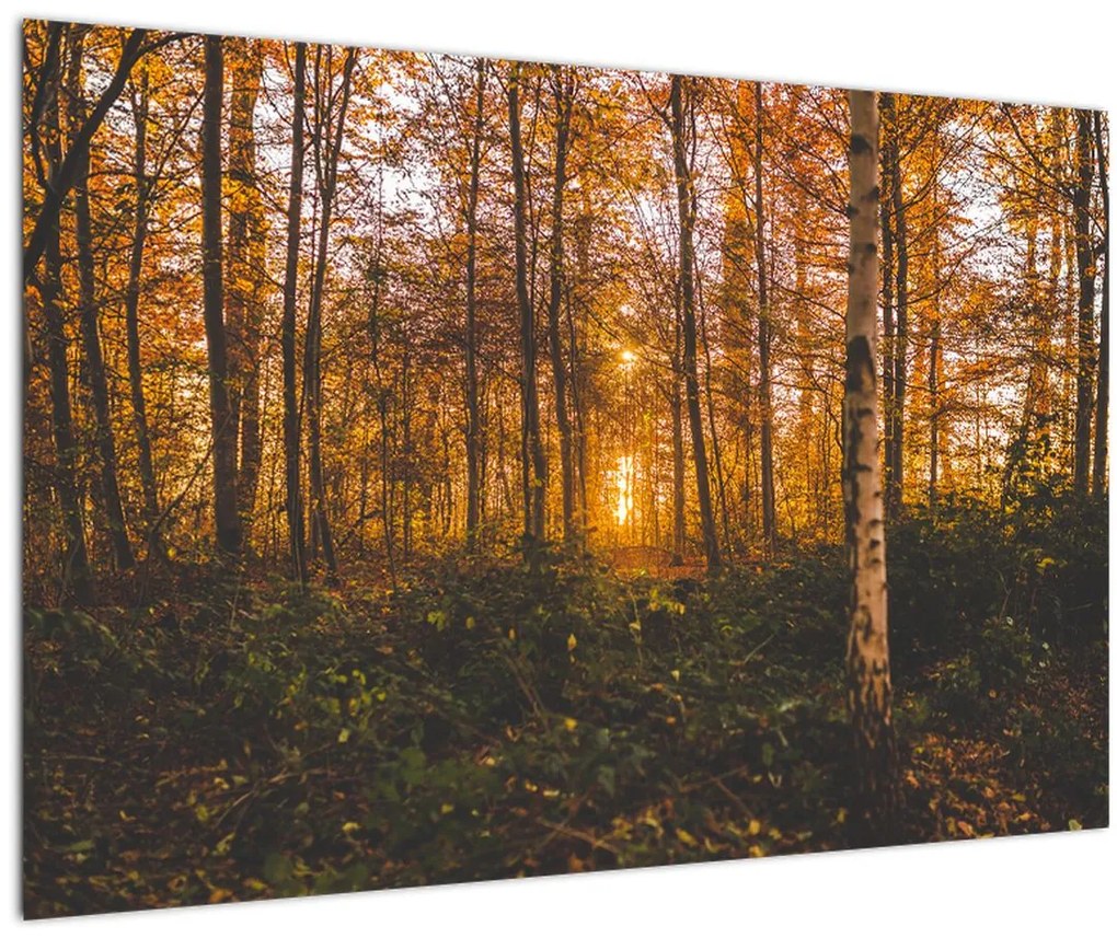 Tablou - Pădurea toamna (90x60 cm)