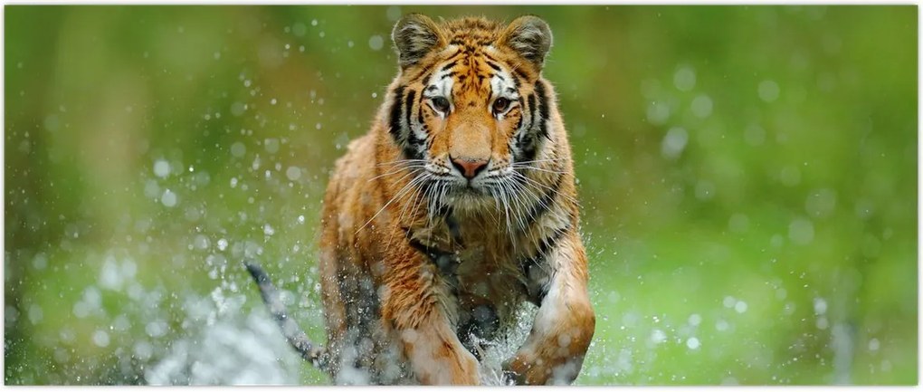 Tablou - Tigru care aleargă (120x50 cm)