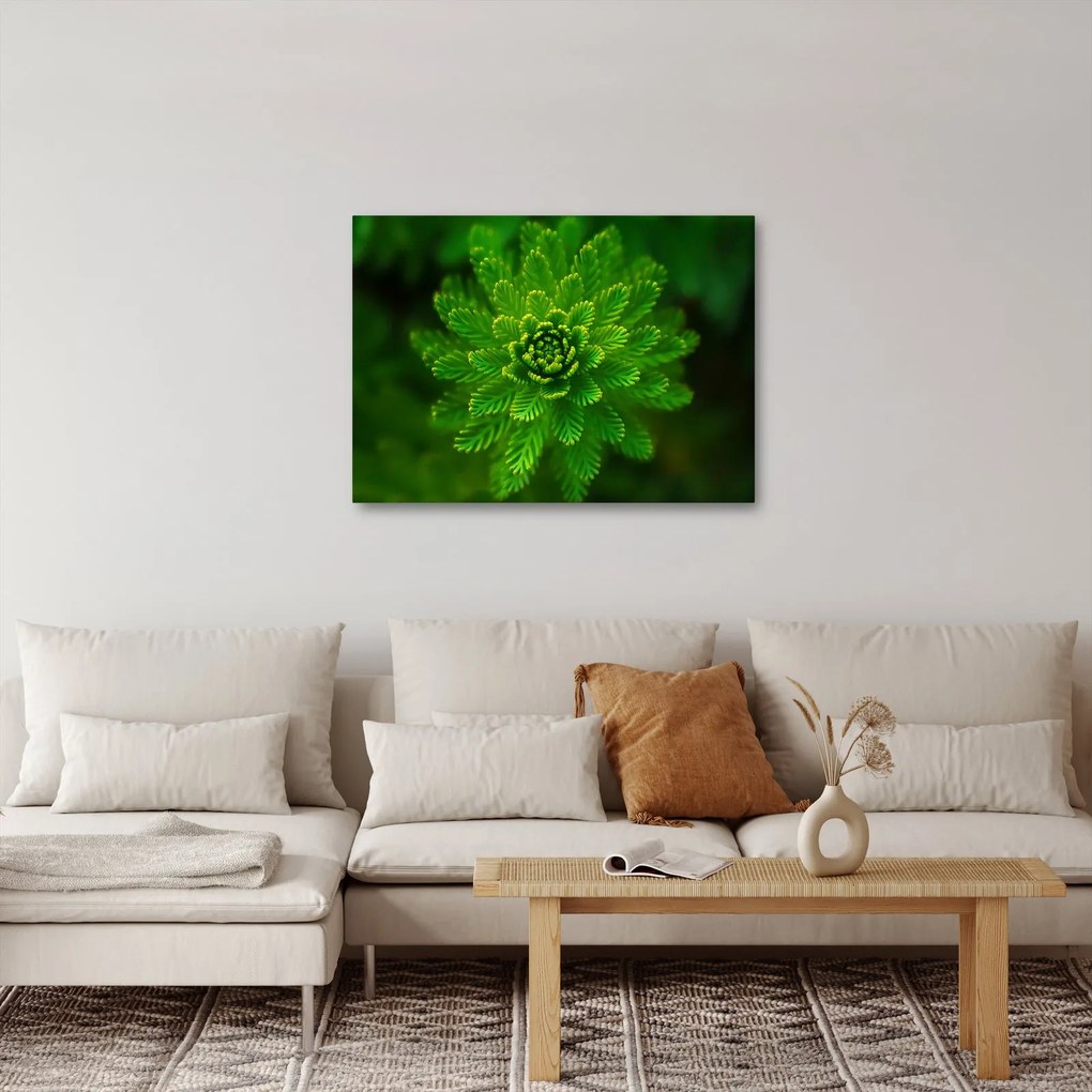 Tablou cu coniferi (70x50 cm)