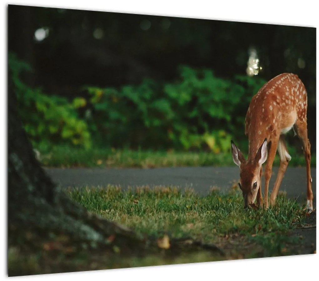 Tablou cu pui de cerb (70x50 cm)