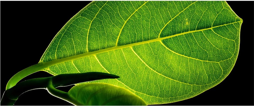 Tablou - frunză verde (120x50 cm)
