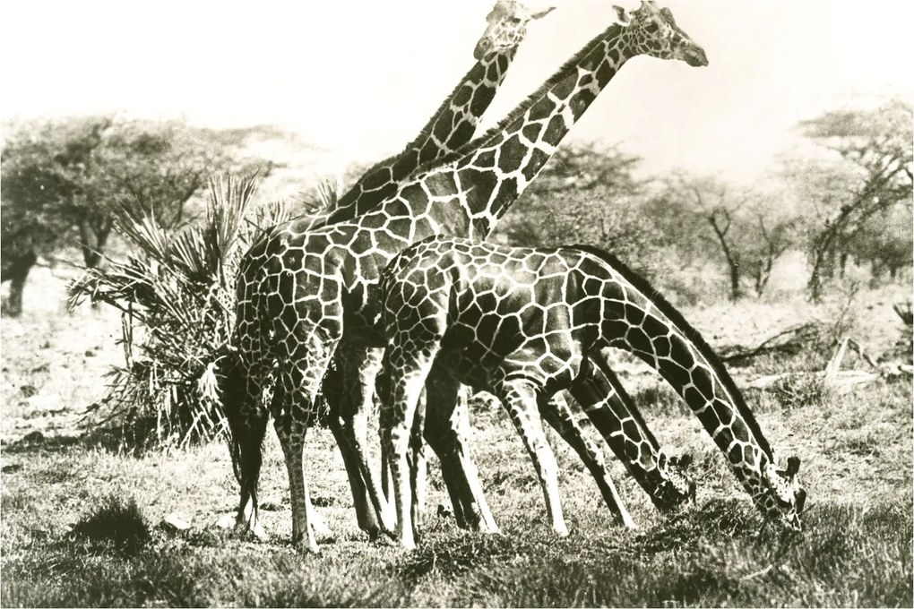 Tablou - Girafe, de epocă (90x60 cm)