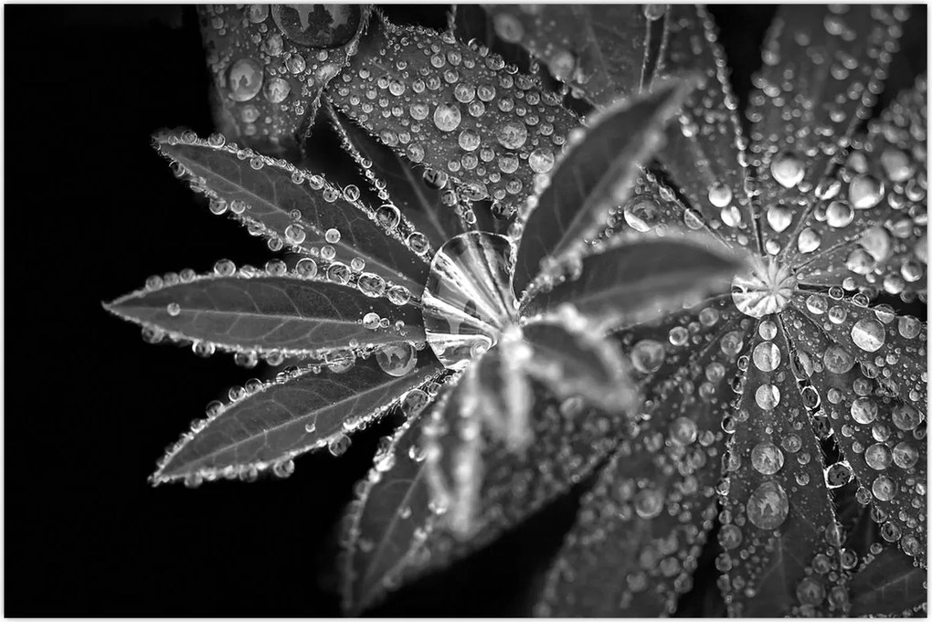 Tablou - Frunze cu picături (90x60 cm)