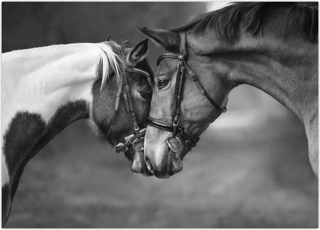 Tablou - Cai îndrăgostiți,alb-negru (70x50 cm)