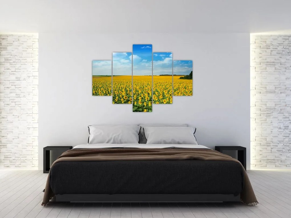 Tablou - câmp cu floarea soarelui (150x105 cm)