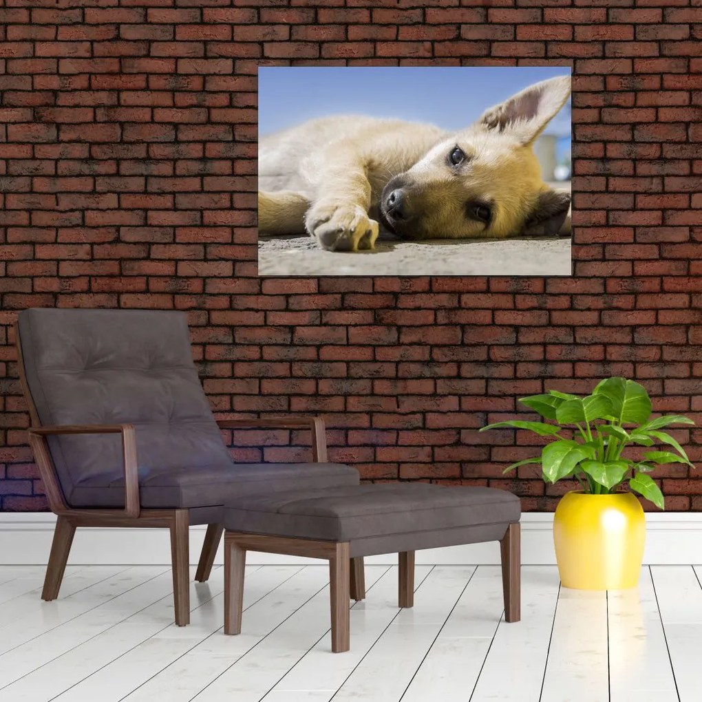 Tablou cu cățeluș dormind (90x60 cm)