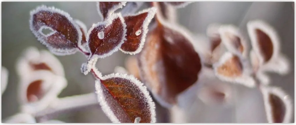 Tablou - Detaliu frunze (120x50 cm)