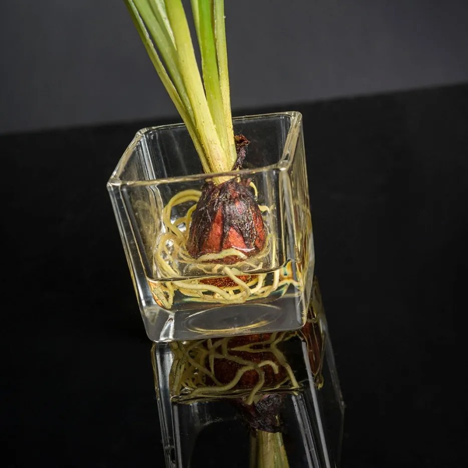 Aranjament floral mic decor festiv design LUX ETERNITY CUBO SINGLE MUSCARI