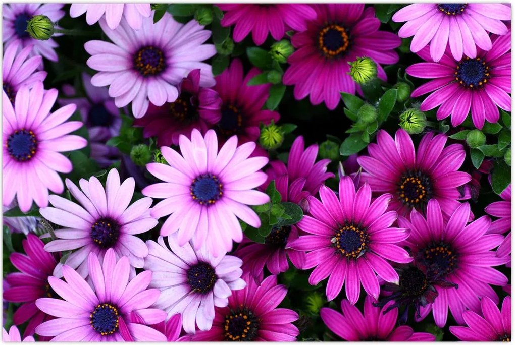 Tablou - Flori (90x60 cm)