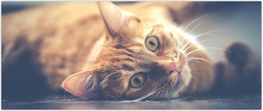 Tablou - Pisici pe podea (120x50 cm)