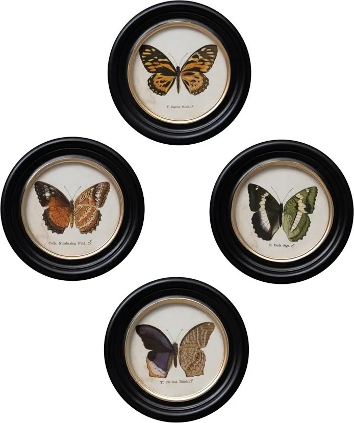 Set 4 tablouri cu fluturi, cu rama din lemn de pin, Butterfly
