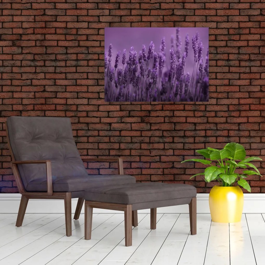 Tablou pe sticlă - Lavanda (70x50 cm)