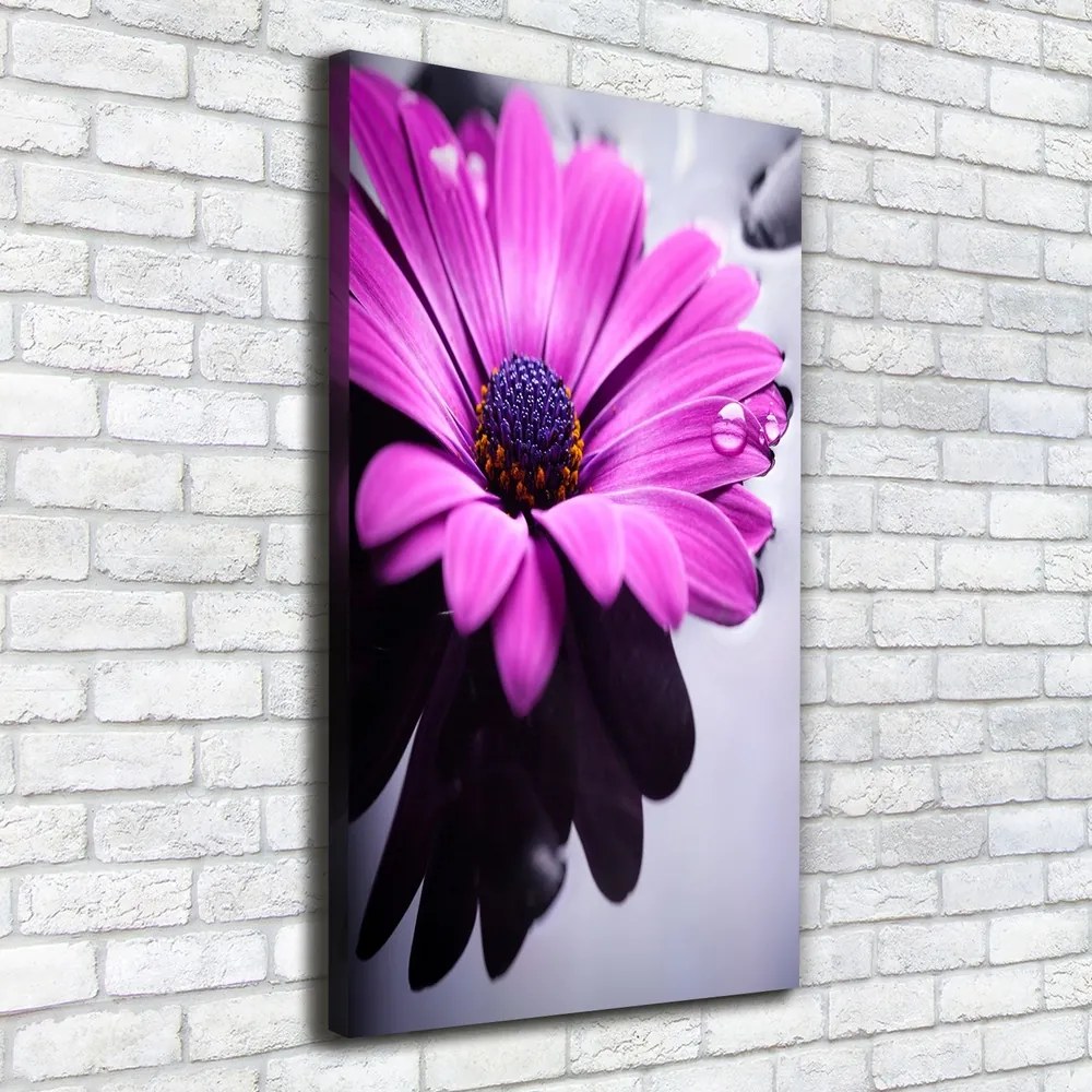 Print pe canvas Gerbera roz