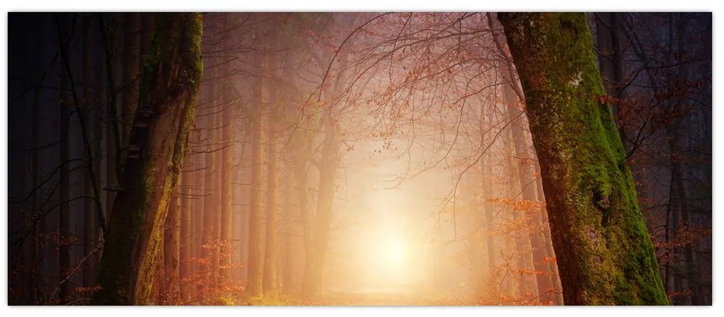 Tablou cu pădurea toamna în ceață (120x50 cm)