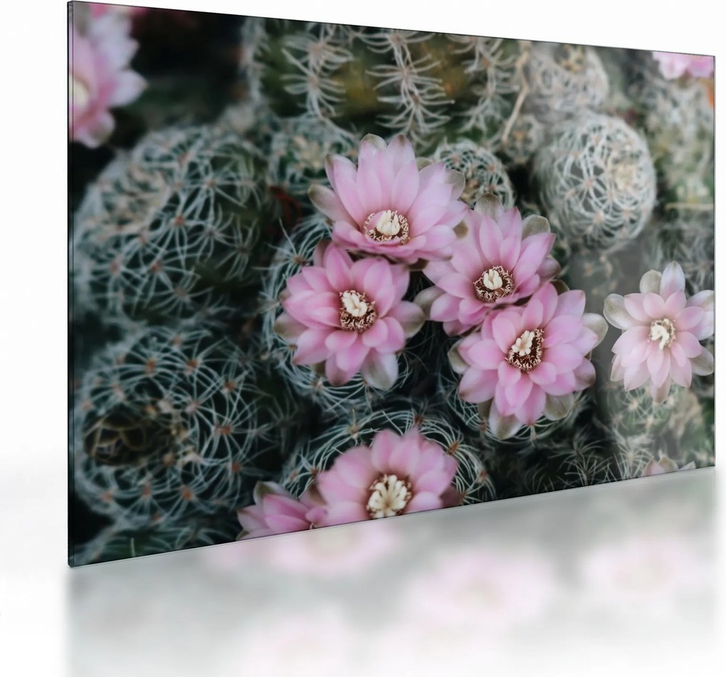 Tablou pe sticlă floare de cactus (70x50 cm)