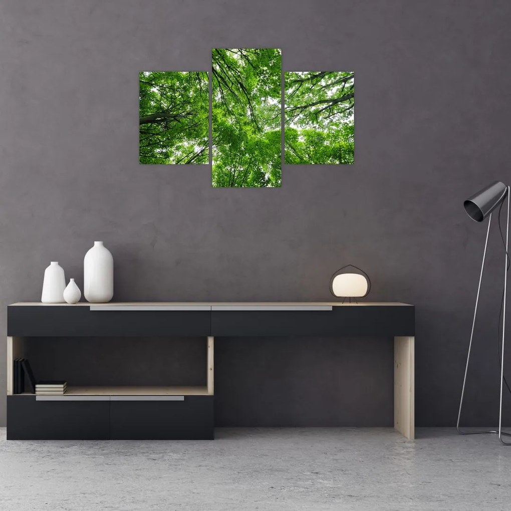 Tablou - privire în coroanele pomilor (90x60 cm)