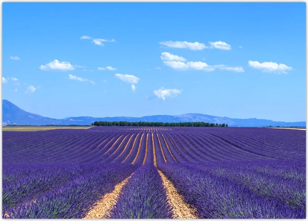 Tablou - Câmp de lavandă (70x50 cm)