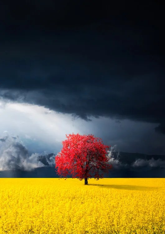 Fotografie Red tree, Bess Hamiti