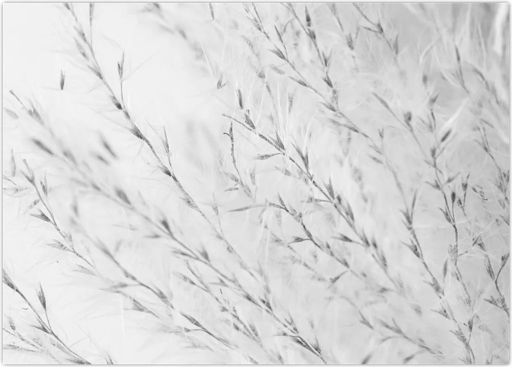 Tablou pe sticlă - Iarbă de pampas N⁰2 (70x50 cm)