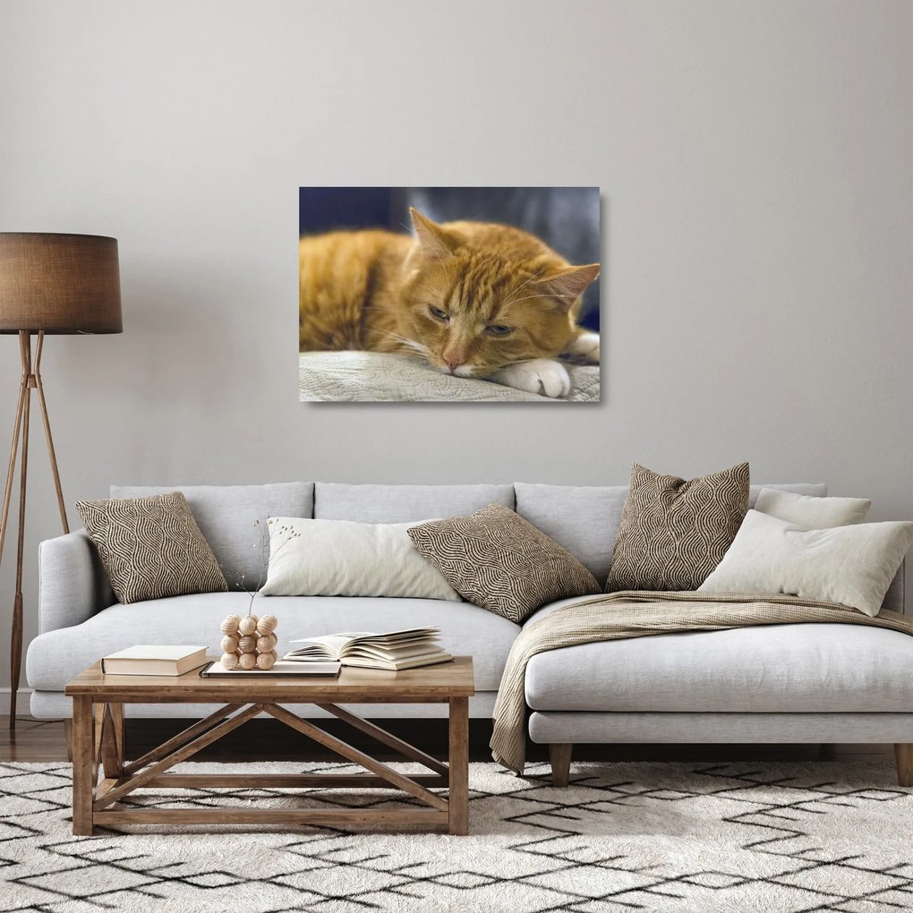 Tablou pe sticlă pisicii (70x50 cm)