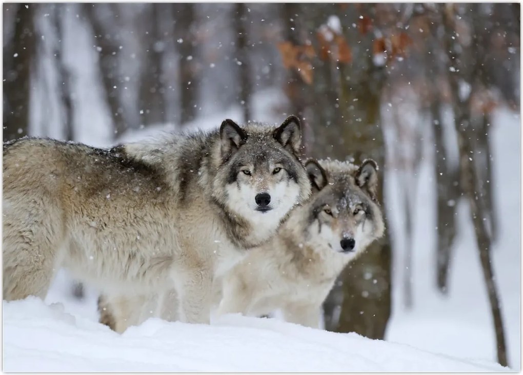 Tablou - Lupii în timpul iernii (70x50 cm)