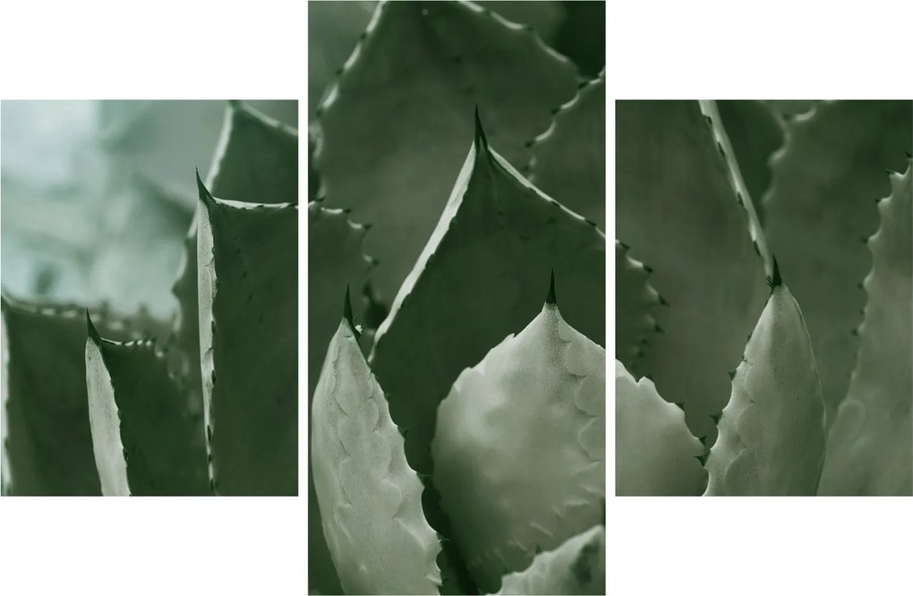 Tablou - Agave verde (90x60 cm)
