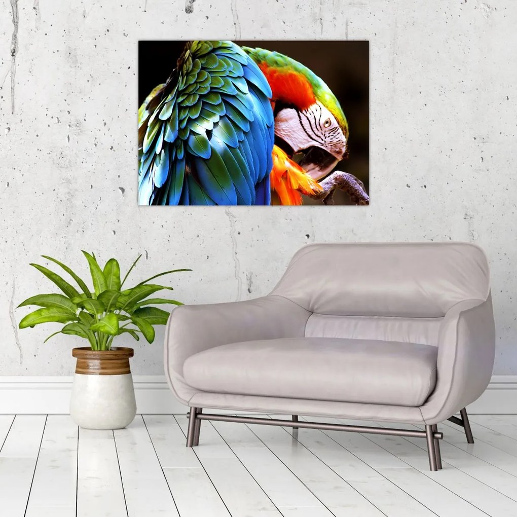 Tablou - Papagal (70x50 cm)