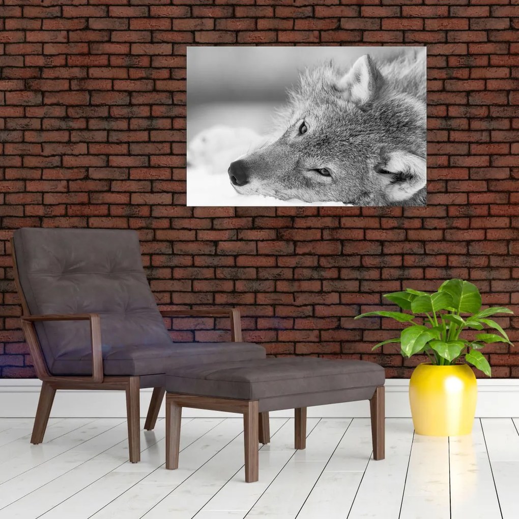 Tablou - Lup,alb-negru (90x60 cm)