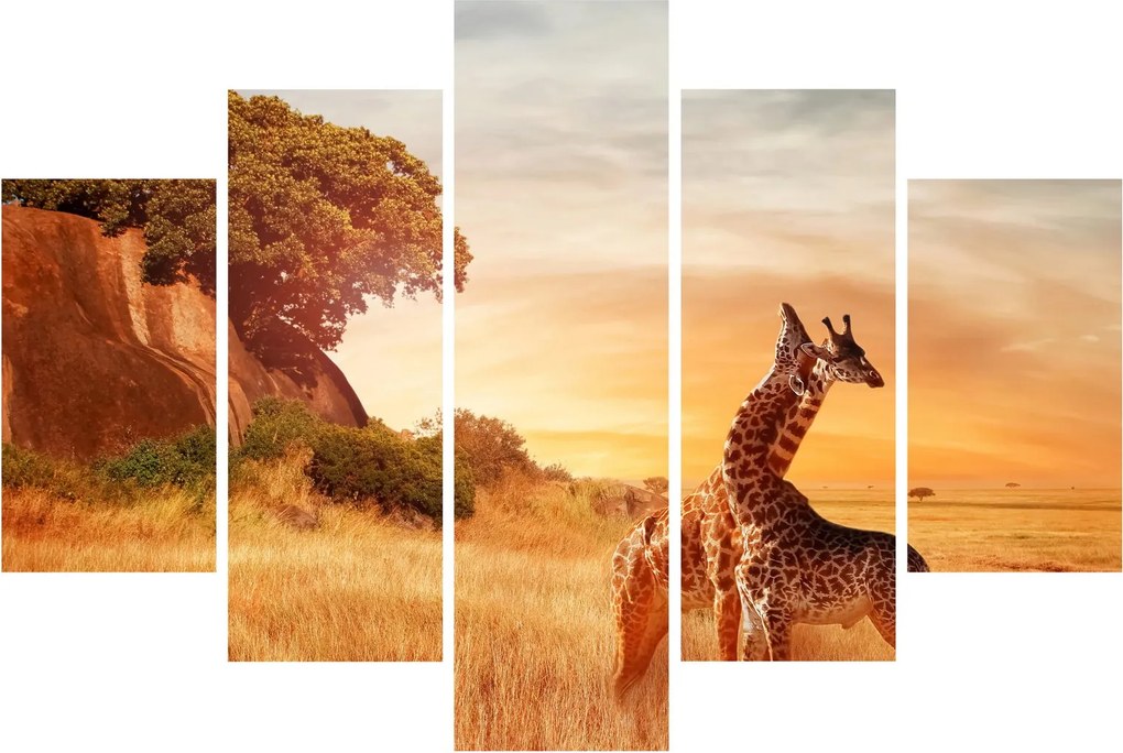 Tablou Girafe în Africa (150x105 cm)