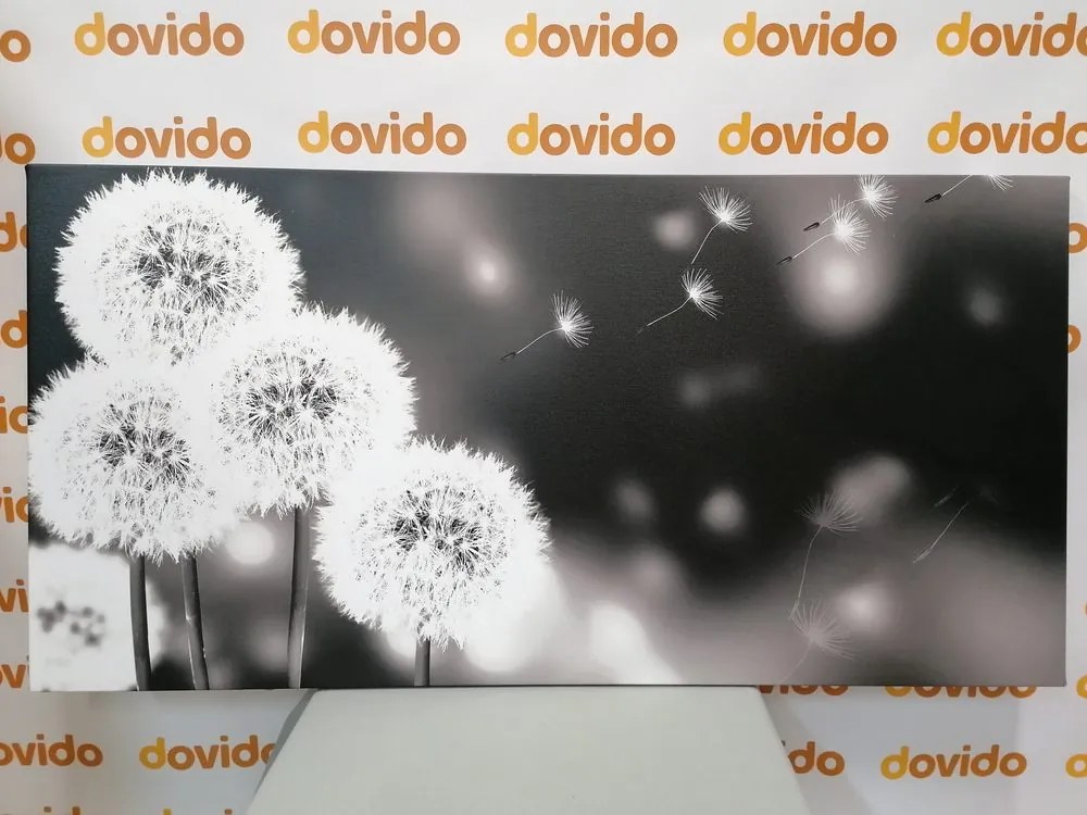 Tablou păpădie pufoasă în design alb-negru