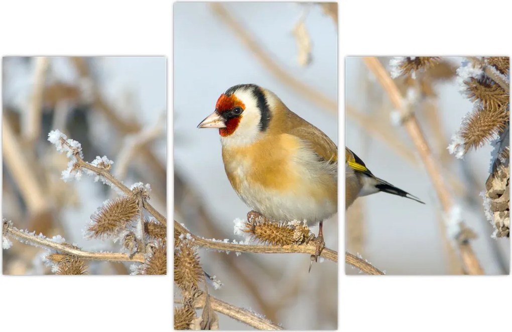 Tablou - Ciredeaua (90x60 cm)