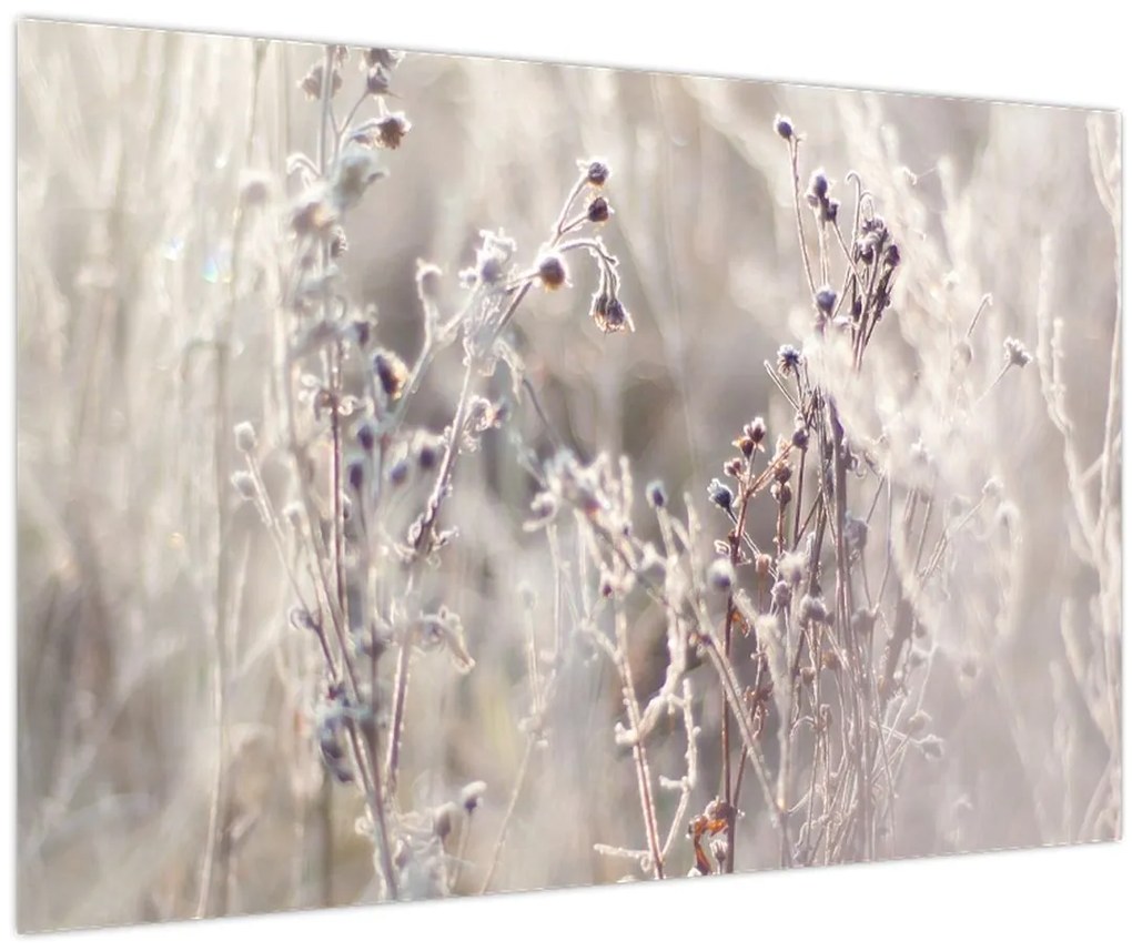 Tablou - Plante (90x60 cm)