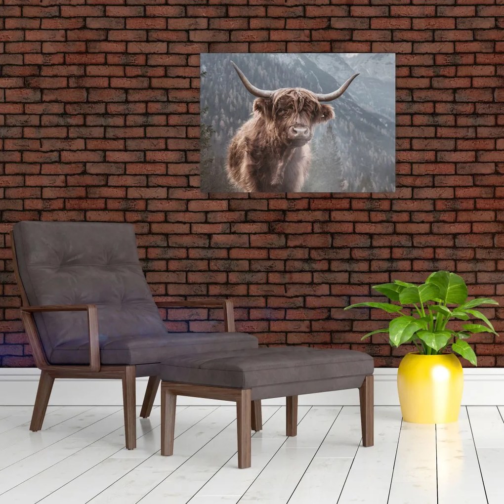 Tablou pe sticlă - Vaca Highlander (70x50 cm)