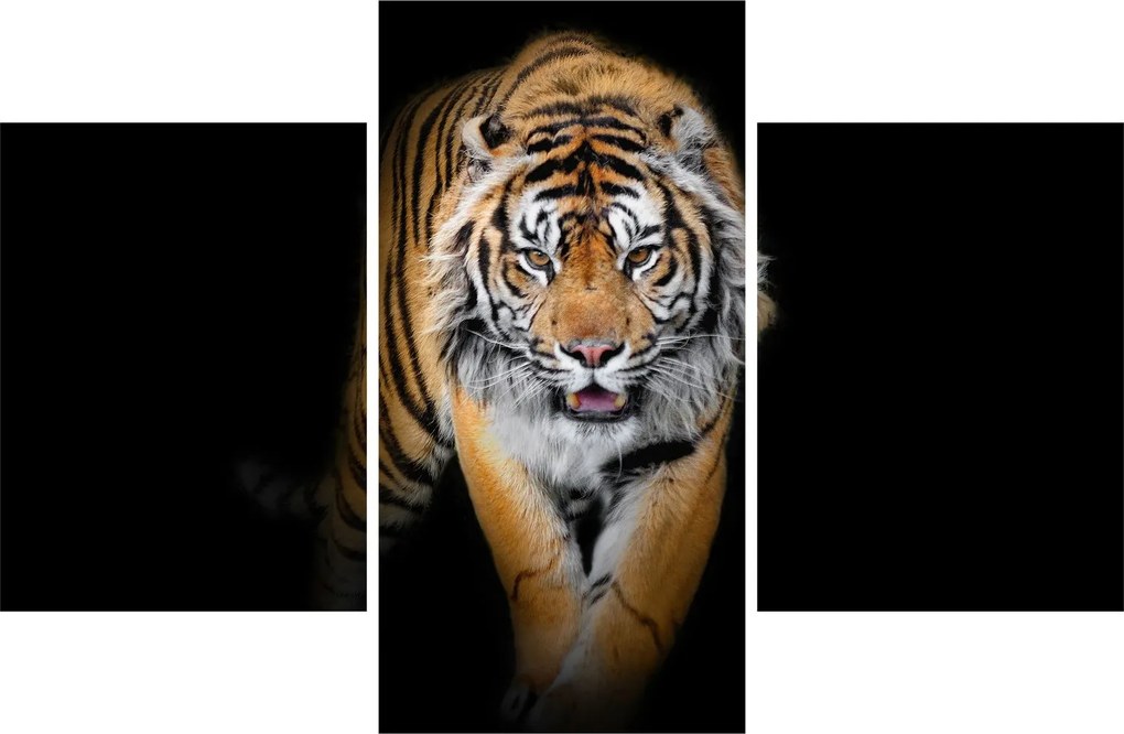 Tablou - Tiger (90x60 cm)