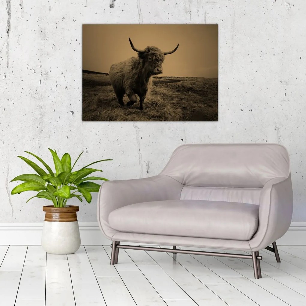 Tablou - Vacă scoțiană pe fugă (70x50 cm)