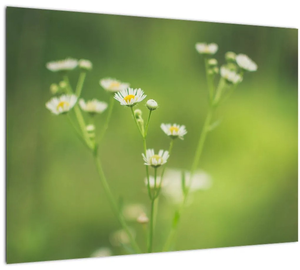 Tablou - Margarete (70x50 cm)