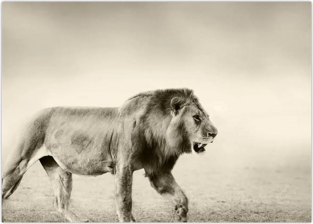 Tablou - Leul flămând (70x50 cm)
