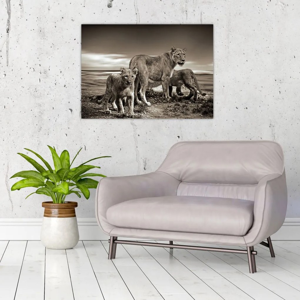 Tablou cu leii alb negri (70x50 cm)