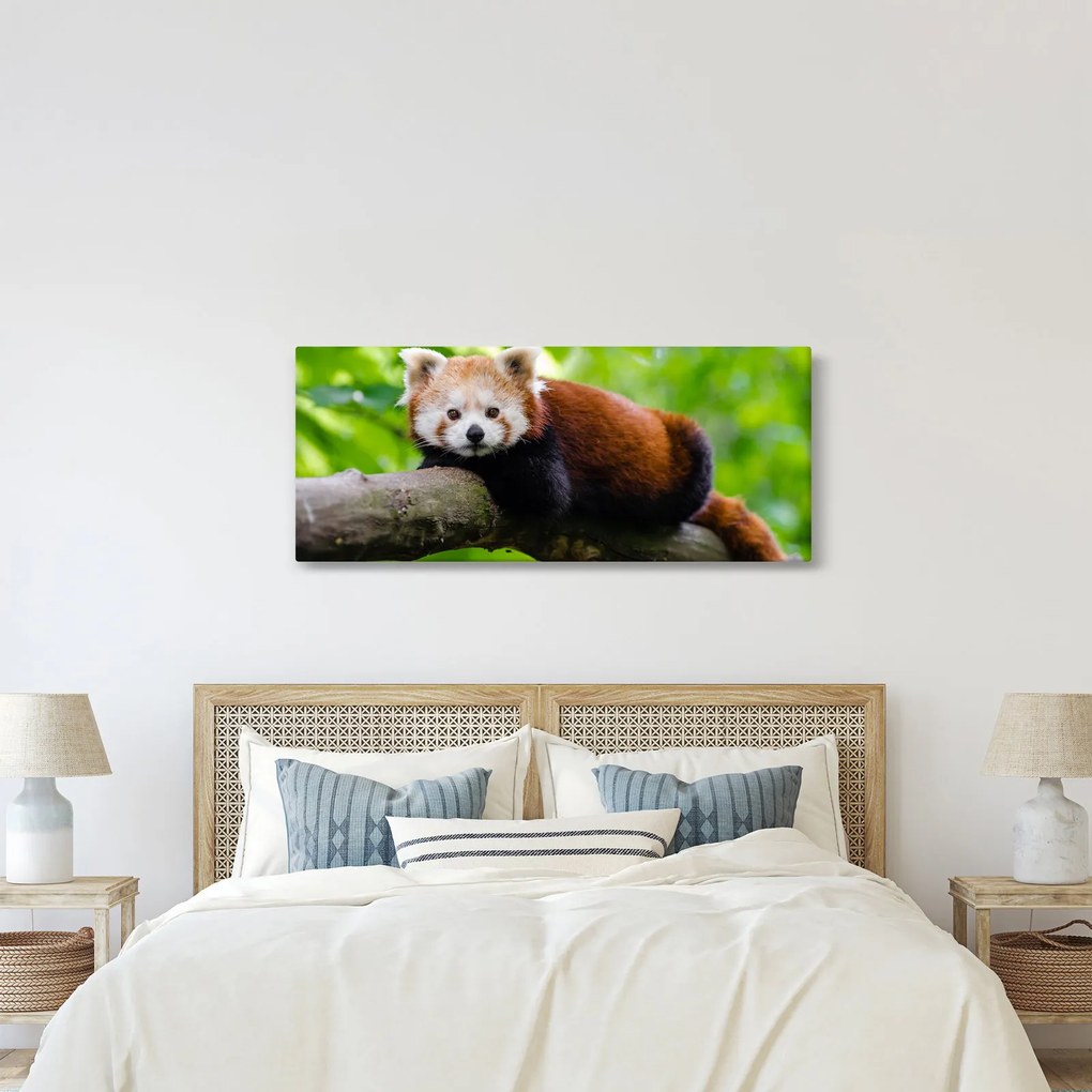 Tablou cu panda roșie (120x50 cm)