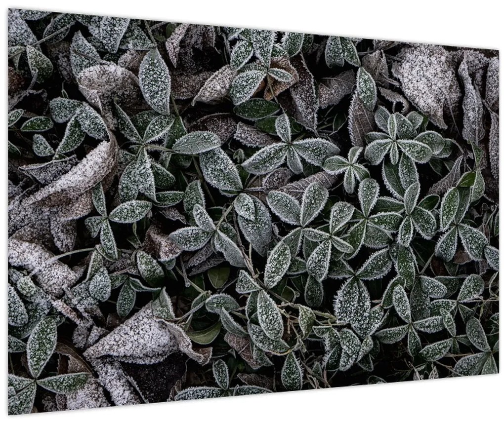 Tablou - Plante înghețate (90x60 cm)
