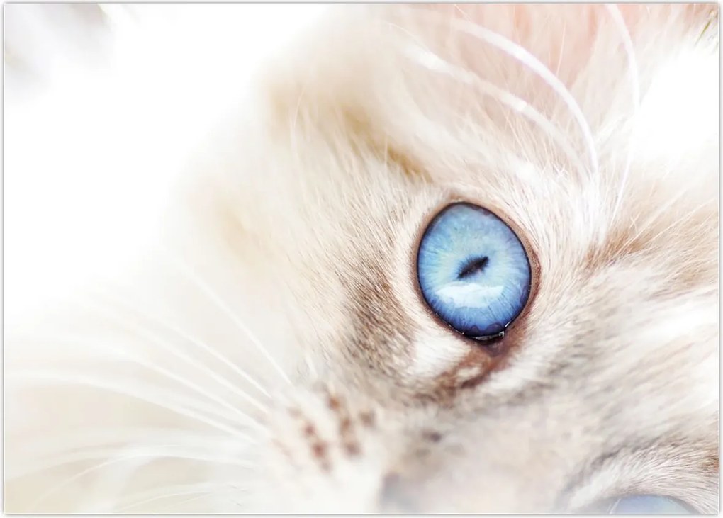 Tablou - Pisicuță (70x50 cm)