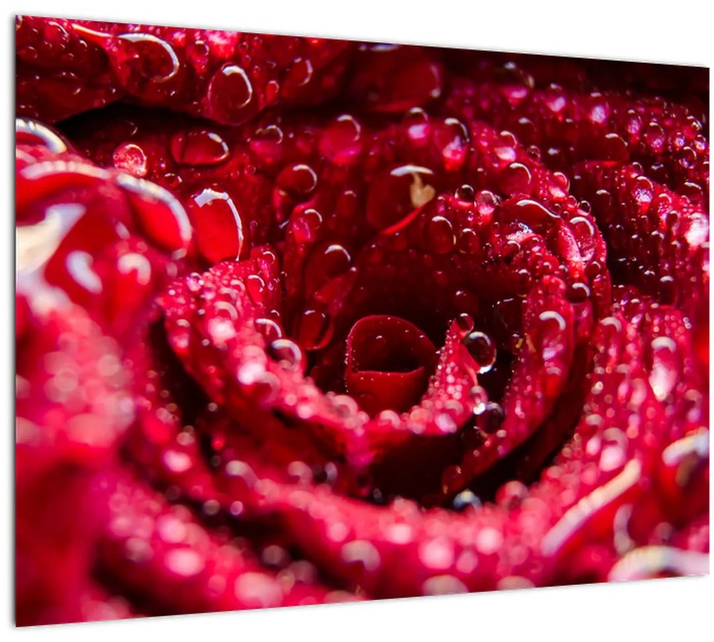Tablou cu floarea trandafirului roșu (70x50 cm)