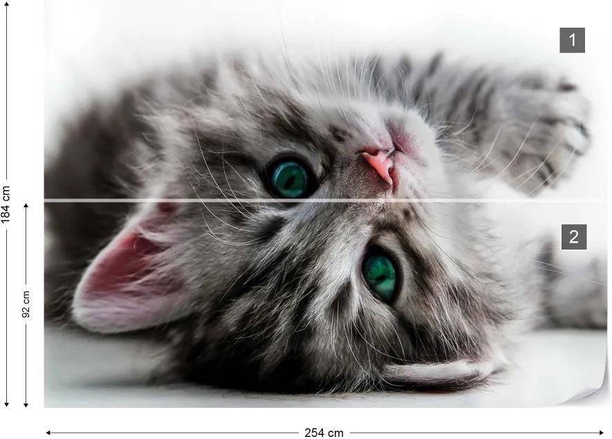 Fototapet GLIX - Cute Kitten  + adeziv GRATUIT Tapet nețesute - 254x184 cm