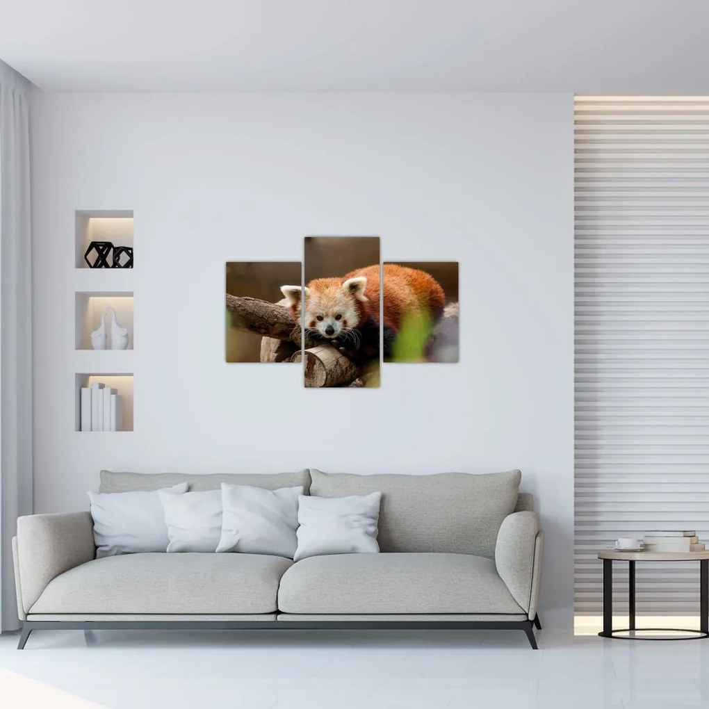 Tablou cu panda roșie (90x60 cm)