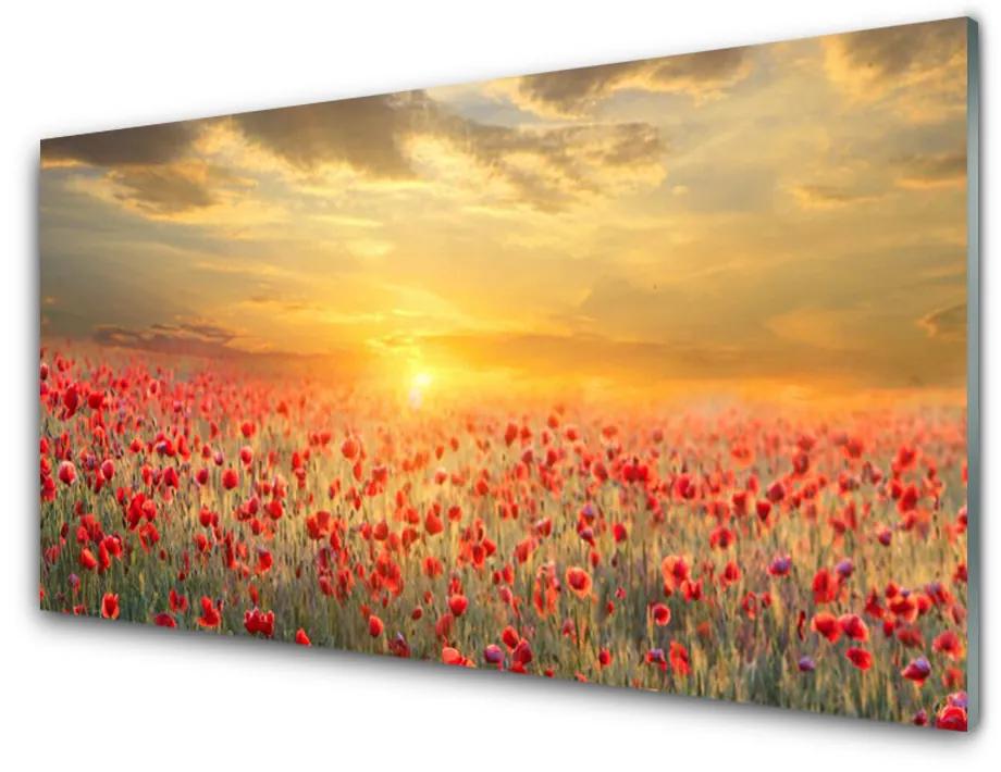 Tablou pe sticla Sun Meadow Poppy Flori Natura Galben Roșu Verde